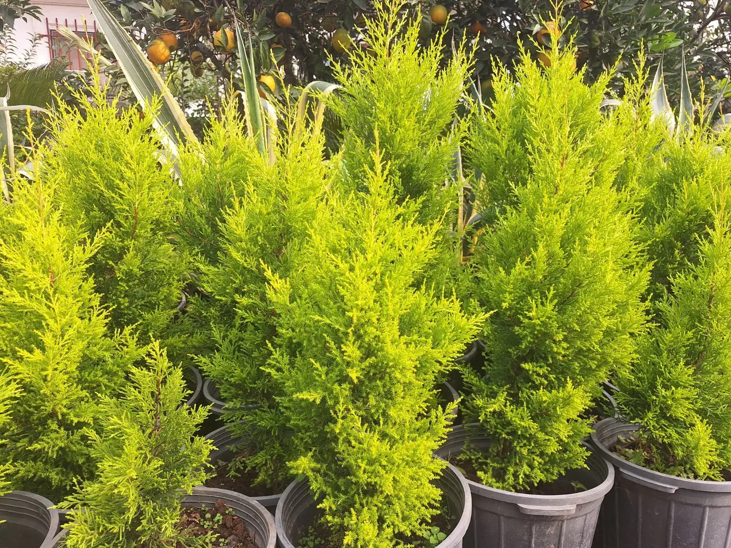 کاج لاوسون طلایی|گل و گیاه طبیعی|چابکسر, |دیوار