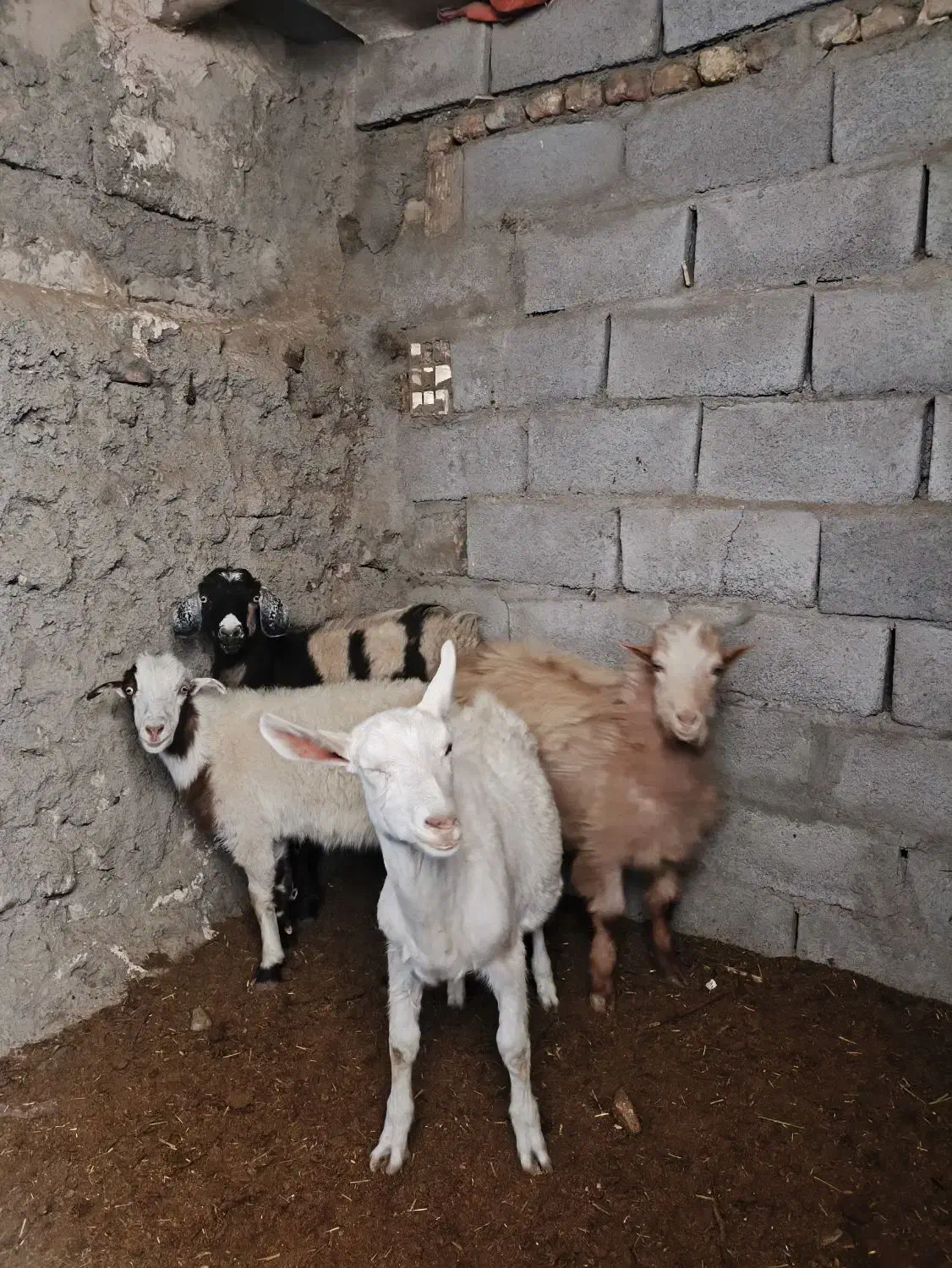 کره نره وماده|حیوانات مزرعه|بردسیر, |دیوار