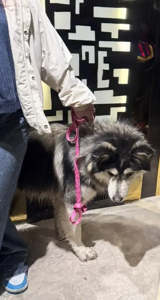 هاسکی نر گمشده|سگ|تهران, یوسف‌آباد|دیوار