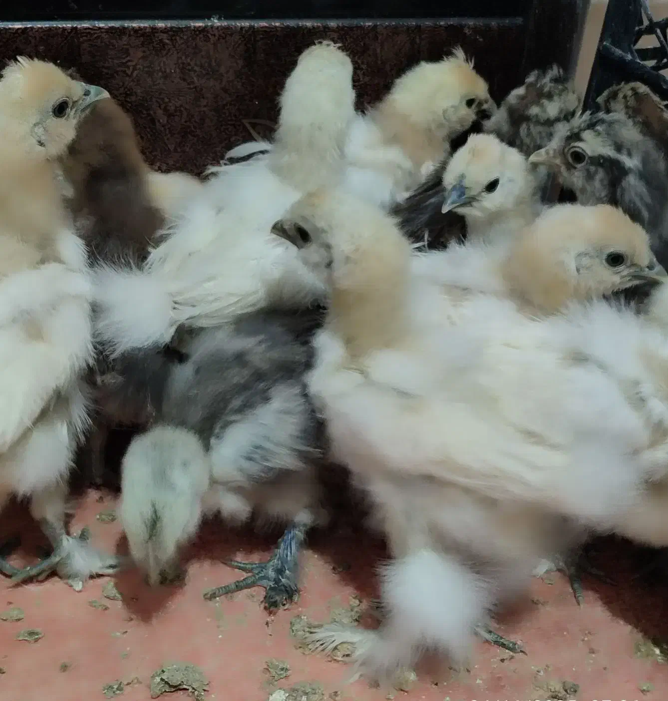 جوجه ابریشمی|حیوانات مزرعه|شیراز, هفت تنان|دیوار