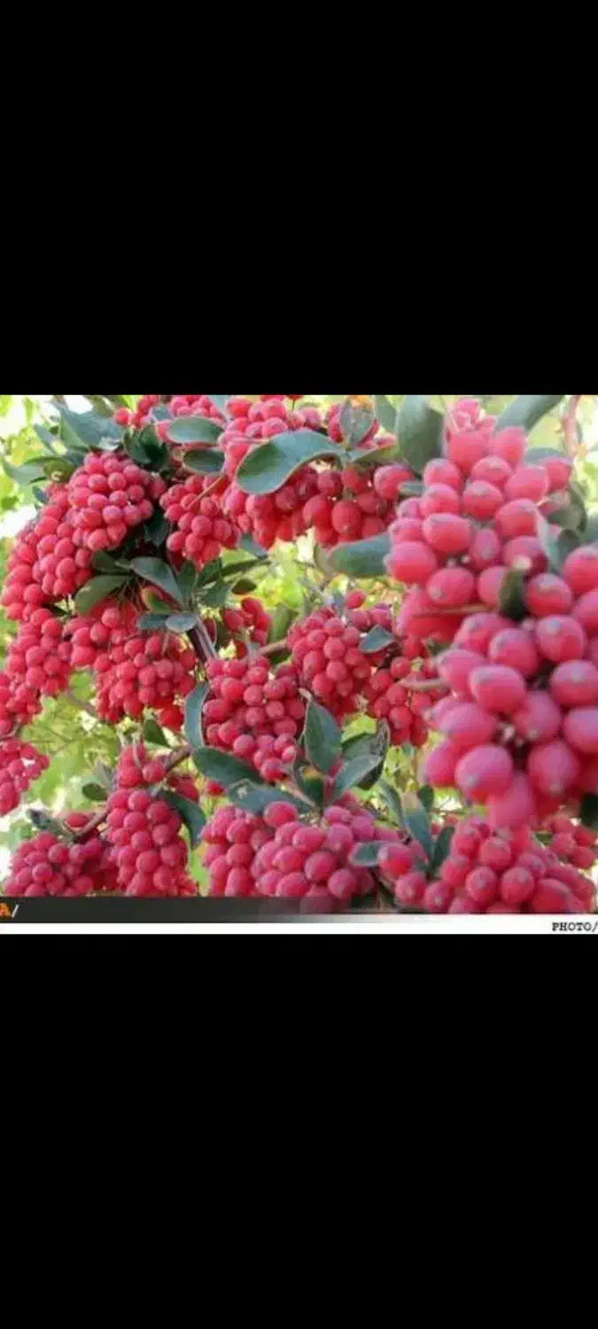 زرشک خریدارم|خدمات باغبانی و درختکاری|مود, |دیوار