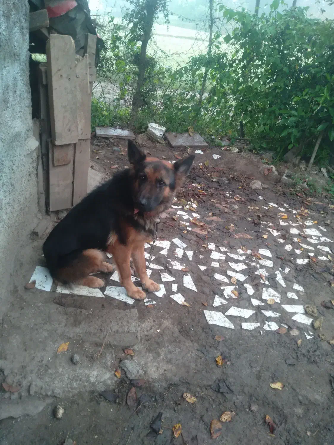 فروش یه قلاده سگ ژرمن ماده|سگ|سیاهکل, |دیوار