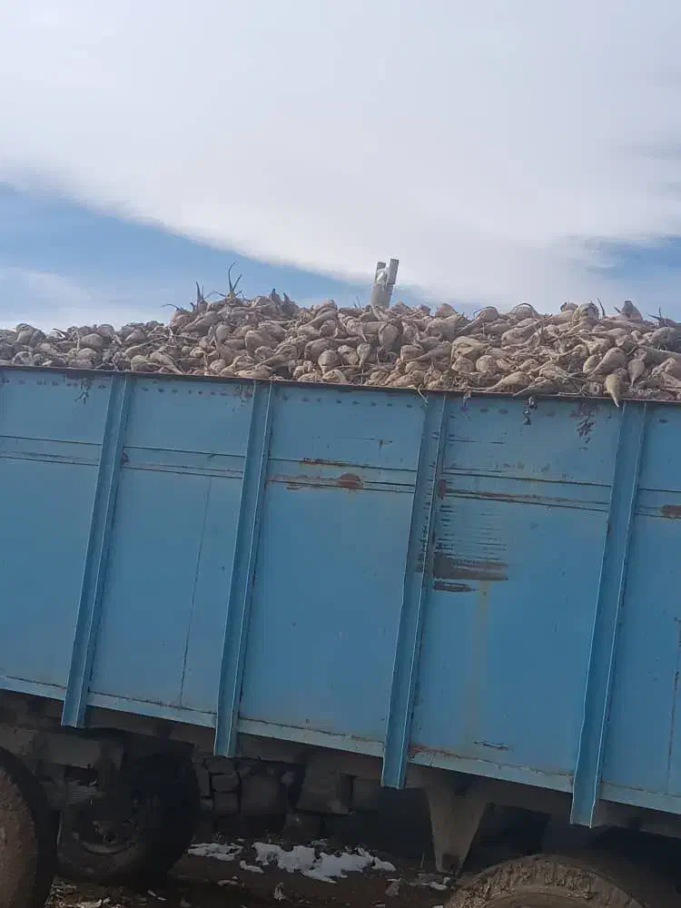 چغندر|خدمات باغبانی و درختکاری|چناران, |دیوار