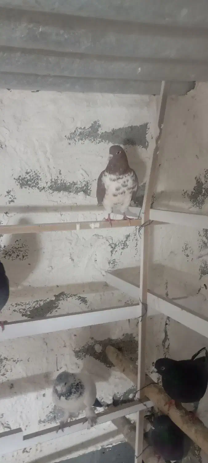 فروش کبوتر تهرانی|پرنده|ایلام, |دیوار