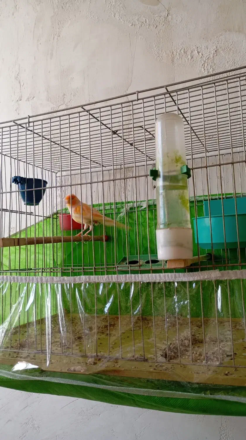 موزاییکی فوق نر|پرنده|تبریز, |دیوار