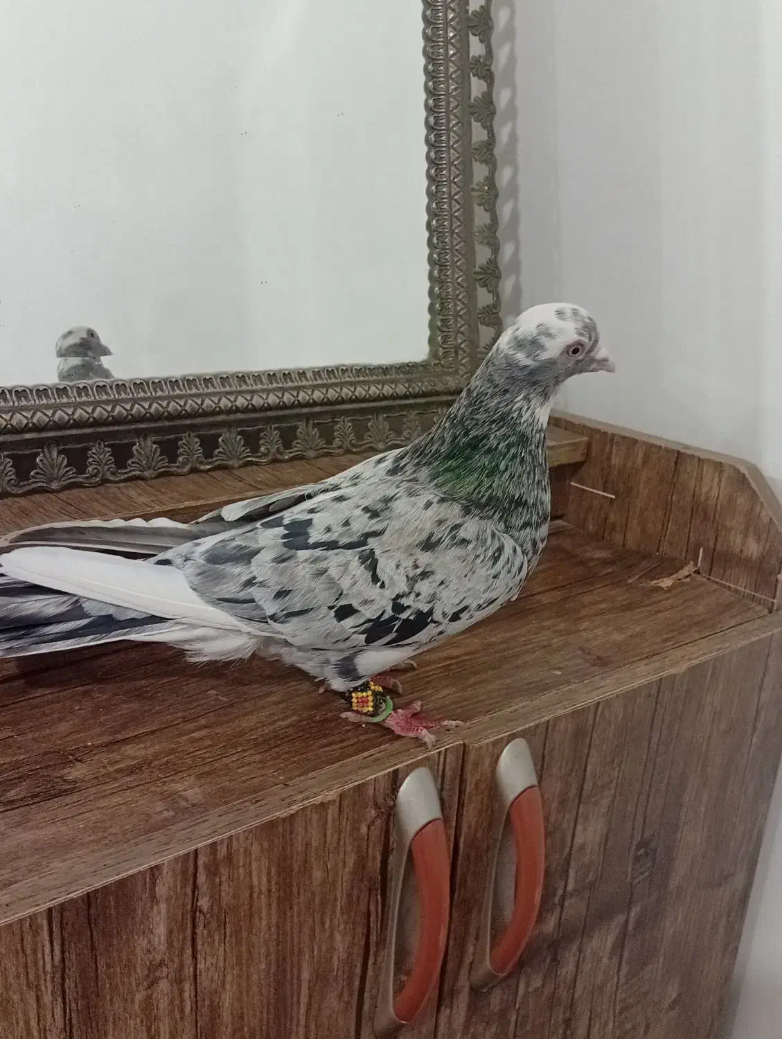 کبوتر|پرنده|کرمانشاه, |دیوار