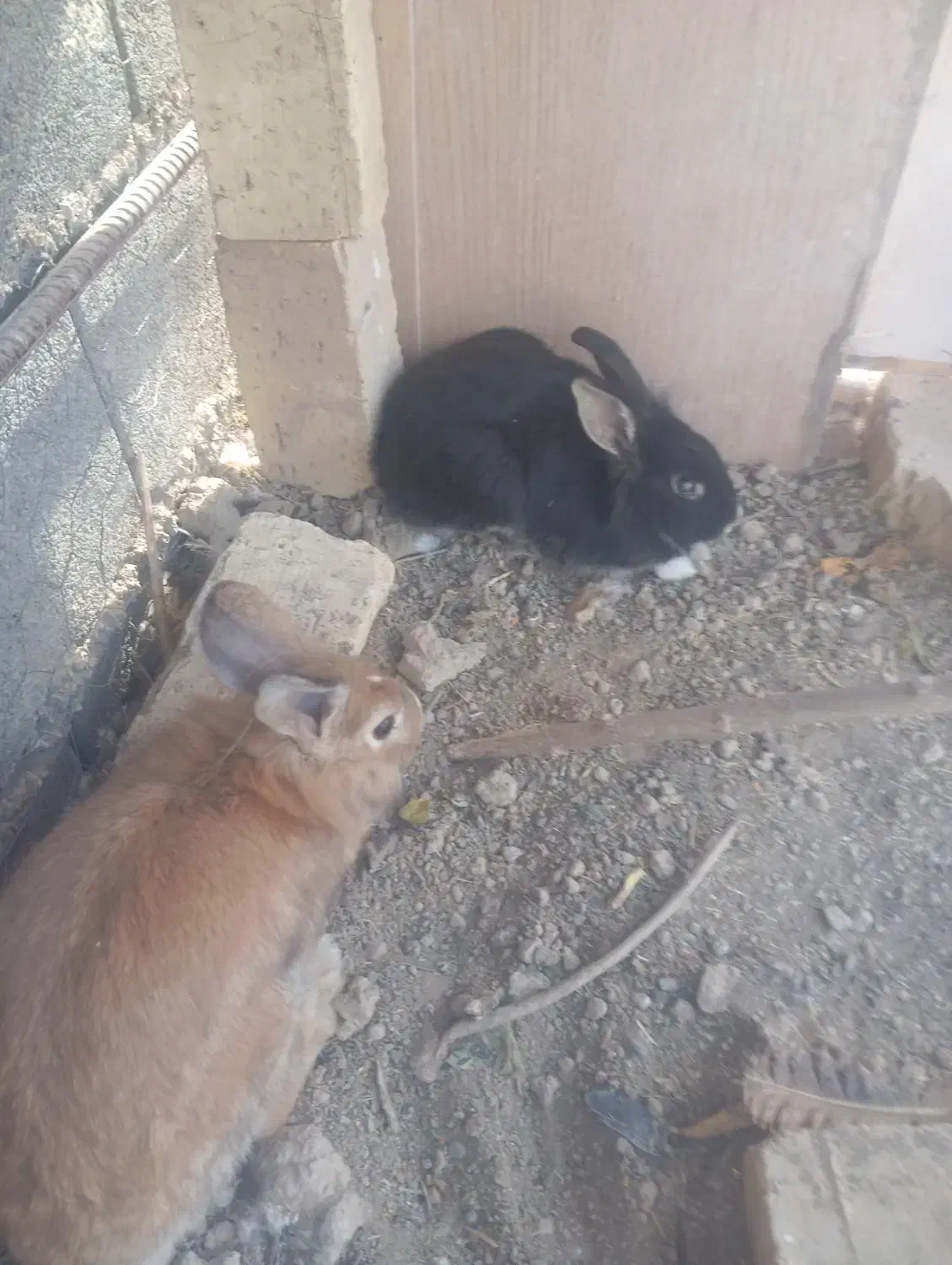 خرگوش|موش و خرگوش|اصفهان, براآن شمالی|دیوار