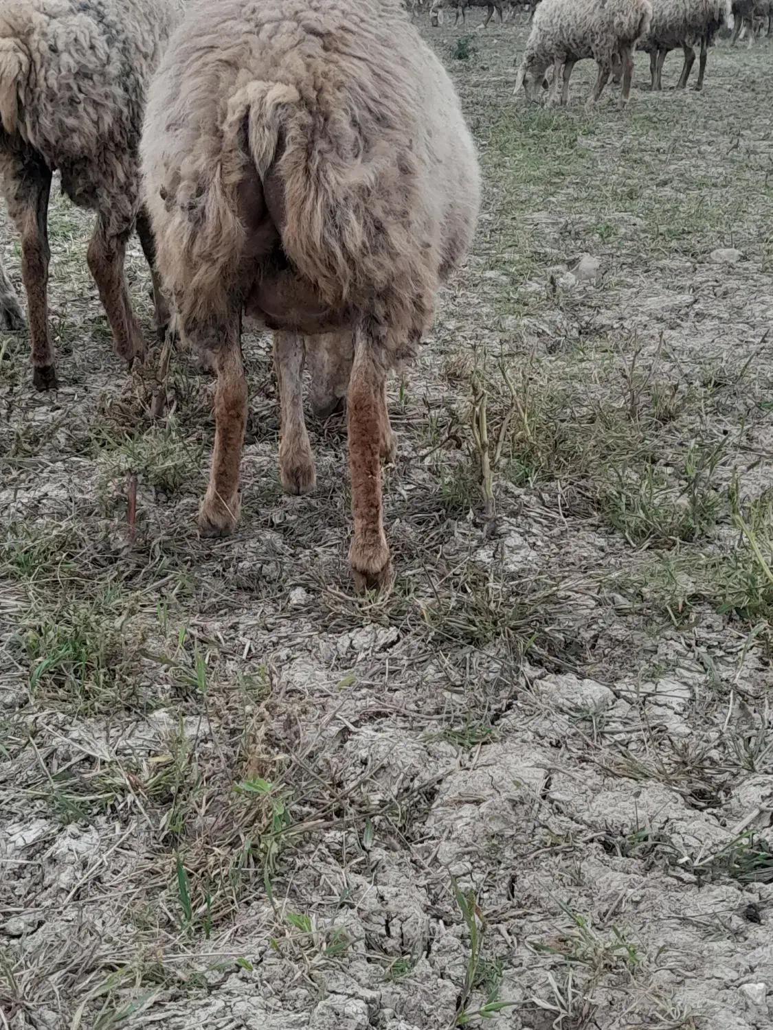 فروش شیشک یلینی ۲ عدد|حیوانات مزرعه|قشلاق دشت, |دیوار