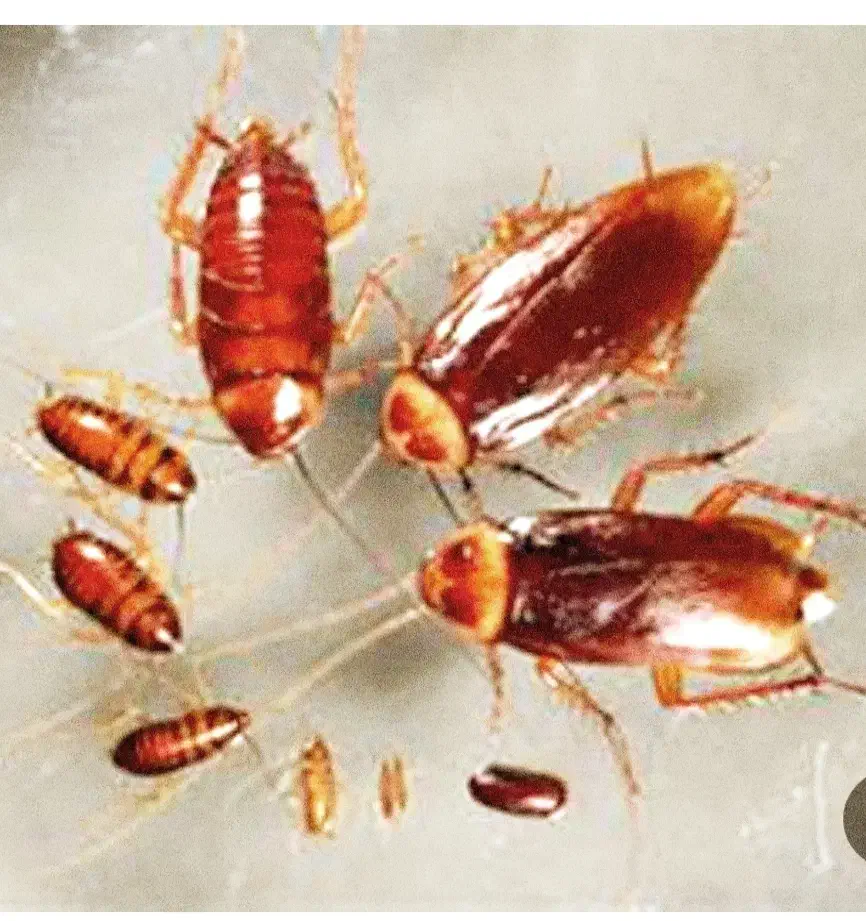 پماد سوسک کش|لوازم نظافت|اراک, |دیوار