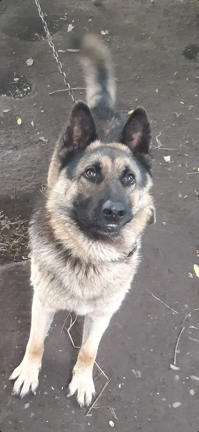 سگ ژرمن عالی|سگ|آستانه اشرفیه, |دیوار