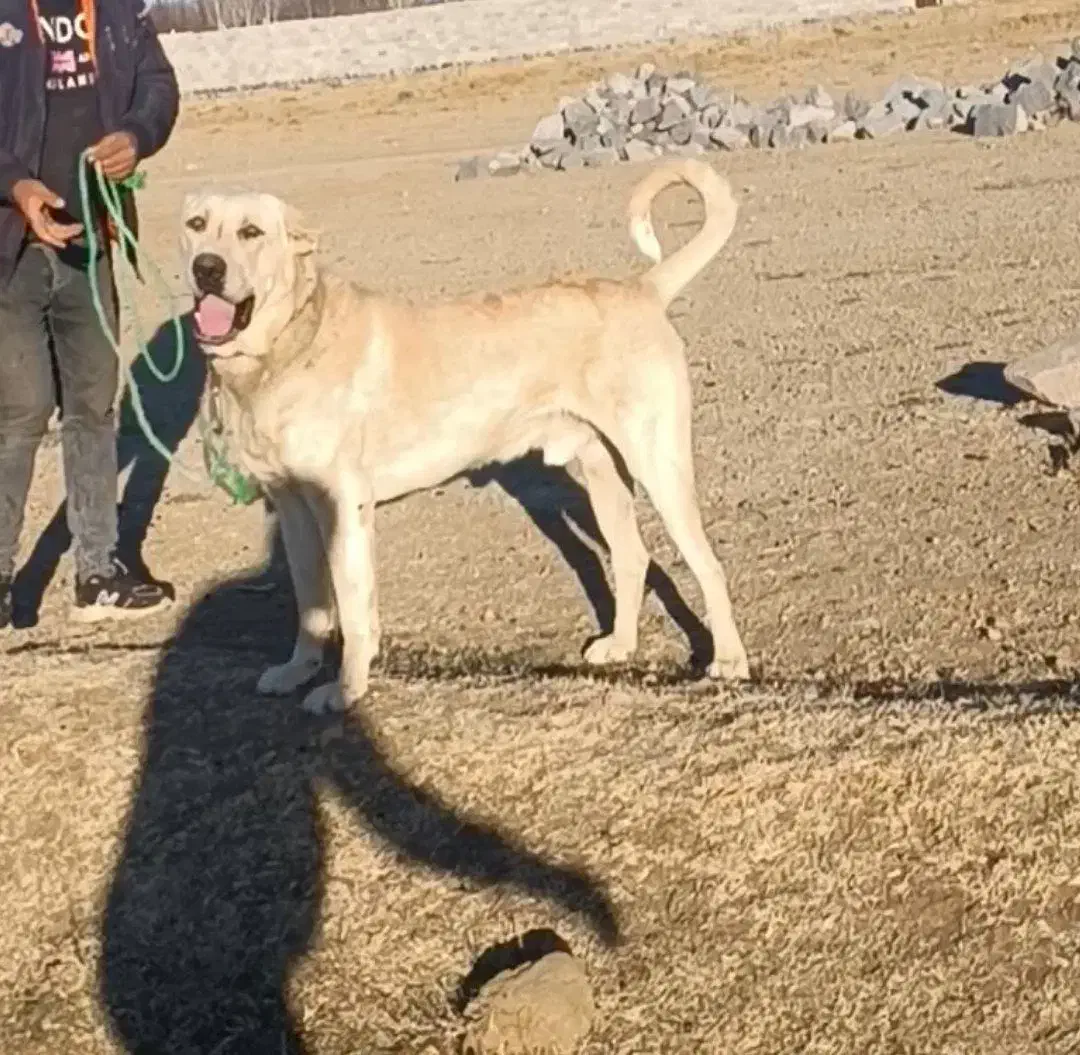 واگذاری سگ نگهبان|سگ|سراب, |دیوار