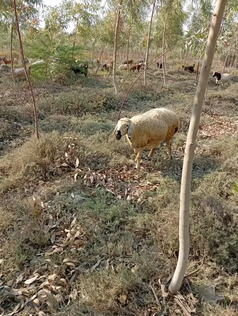 دوا|حیوانات|میناب, |دیوار