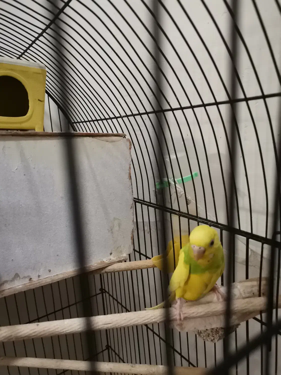 مرغ عشق ماده|پرنده|پاکدشت, پاکدشت (مامازند)|دیوار