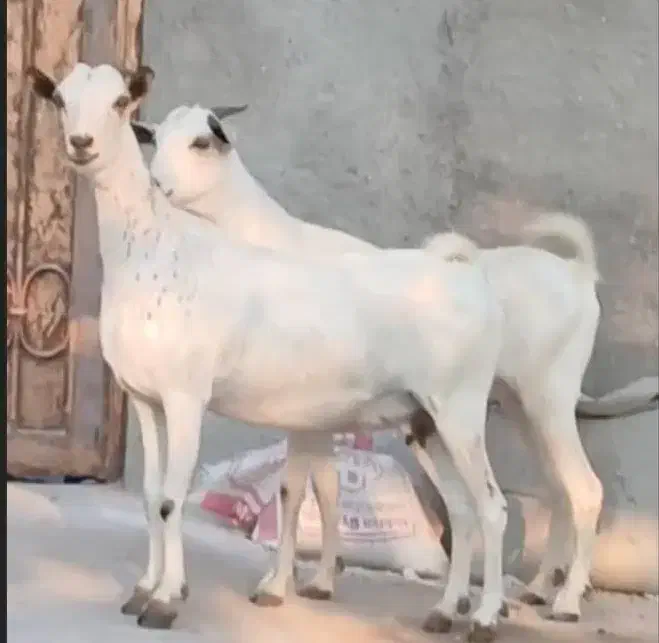 بز دوعدد هر دو ابستن|حیوانات مزرعه|بندرعباس, |دیوار