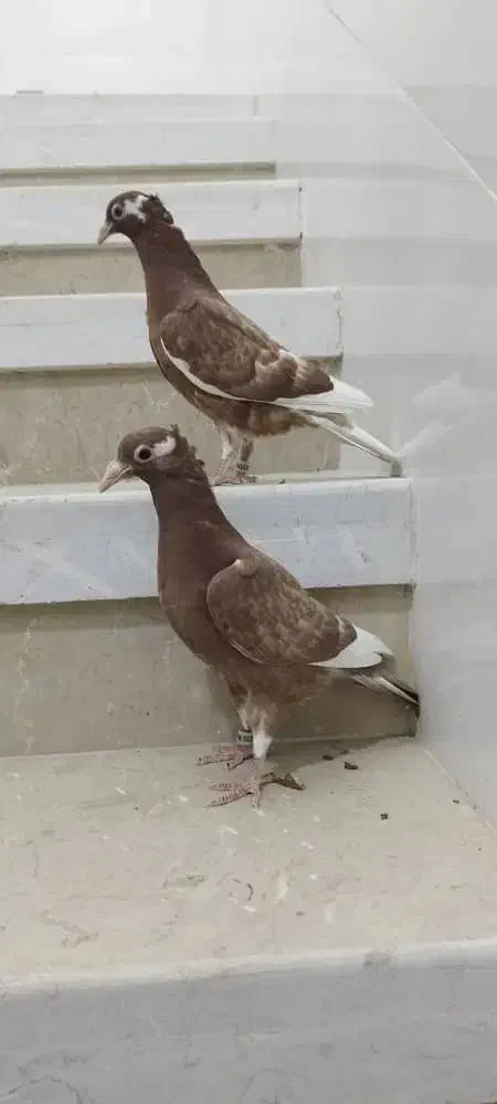 جوجه میولمنز کاکولی|پرنده|یزد, |دیوار