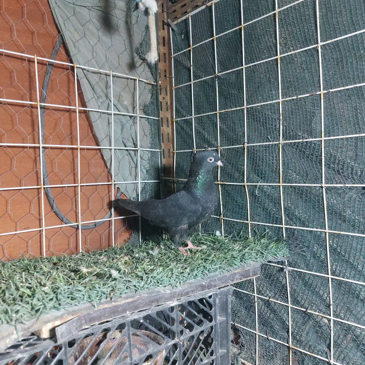 کبوترا همه تضمین|پرنده|میناب, |دیوار