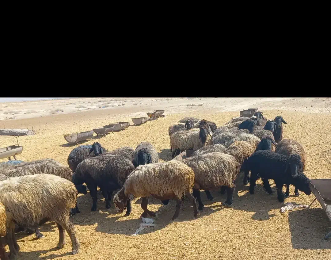 فروش ۵۰ راس میش بره دار|حیوانات مزرعه|شیراز, باباکوهی|دیوار