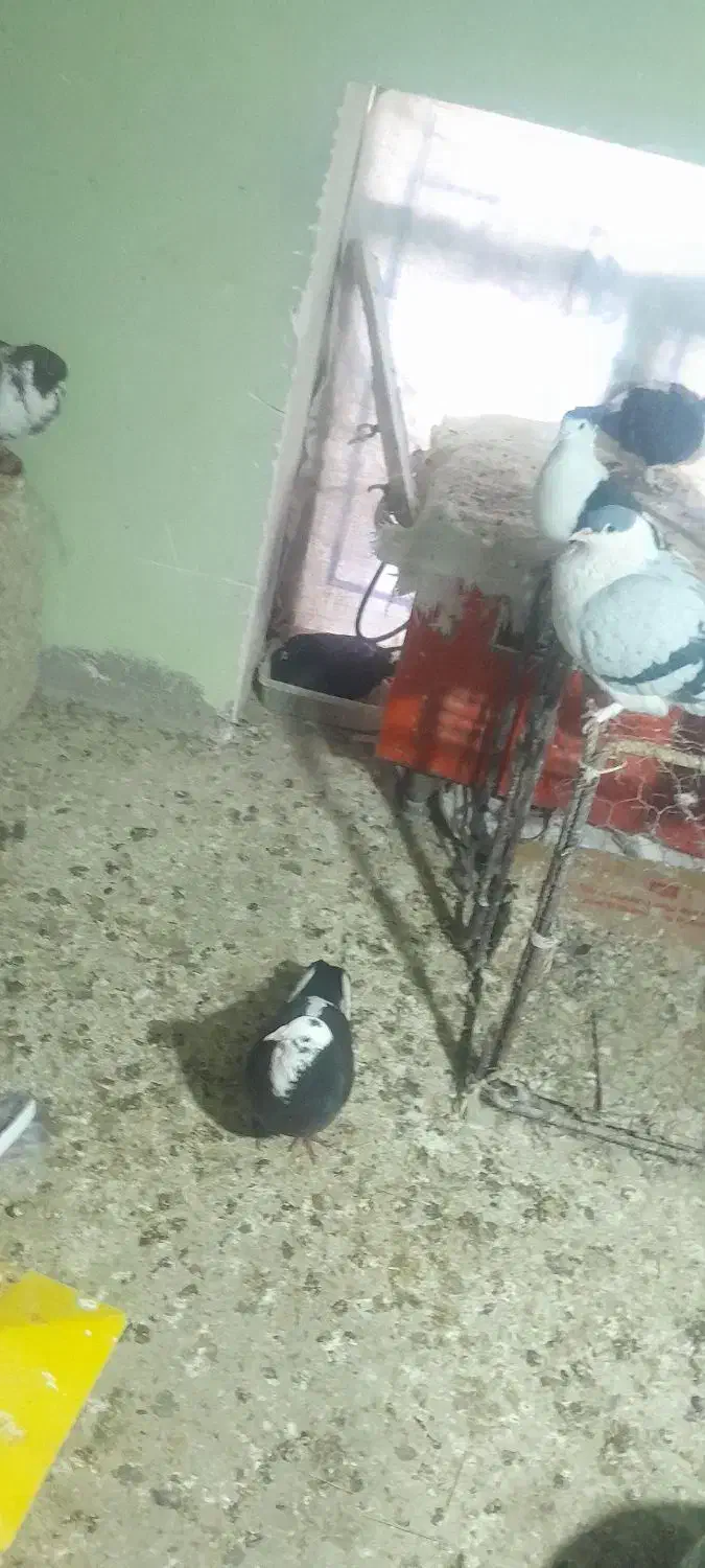 چندجفت نروماده عتیقه|پرنده|بم, |دیوار