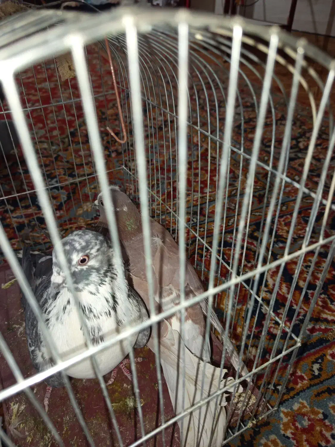 کفتر|پرنده|سراوان, |دیوار