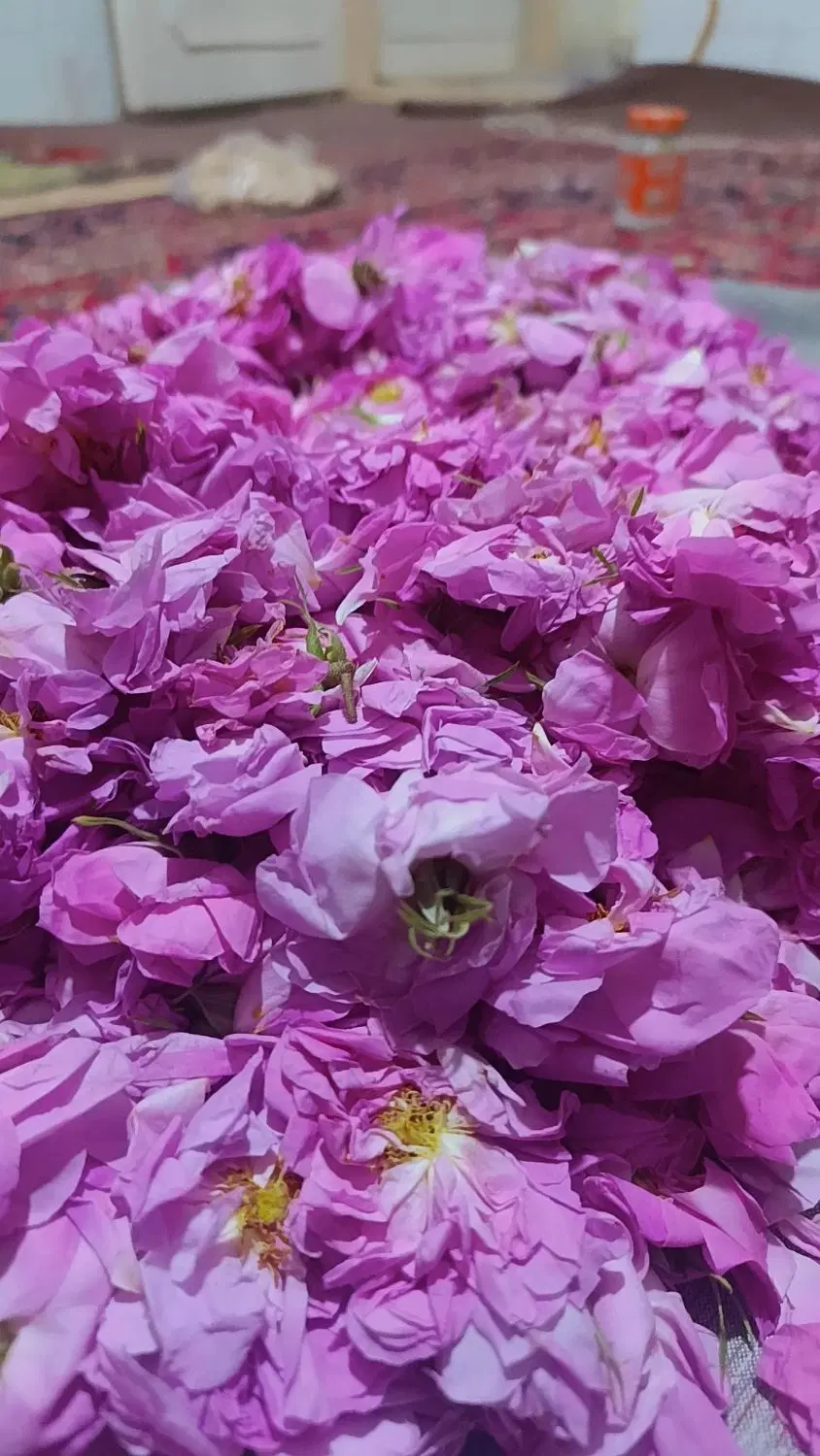 گل محمدی|گل و گیاه طبیعی|دامغان, |دیوار