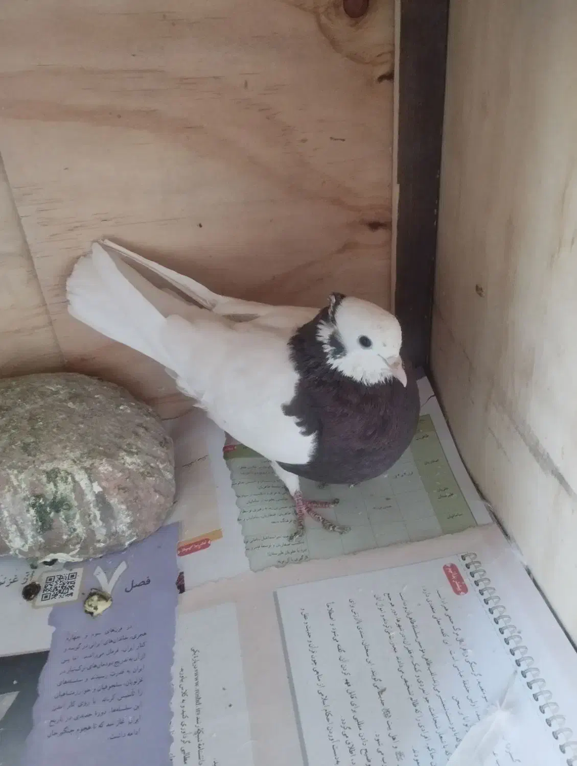 کفتر طوقی|پرنده|پردیس, فاز ۱|دیوار