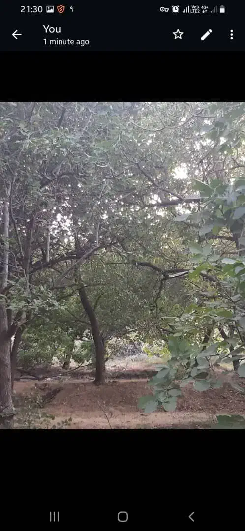 زمین باغی معاوضه ای|فروش زمین و ملک کلنگی|دهبکری, |دیوار