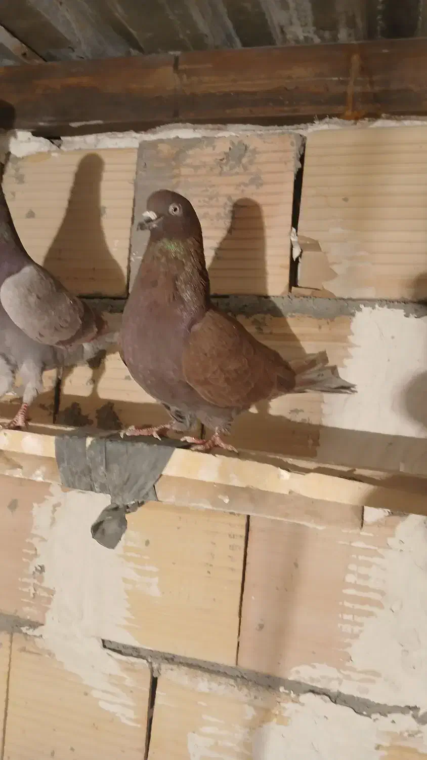 سرخ نر|پرنده|شهریار, شهرک امیریه|دیوار