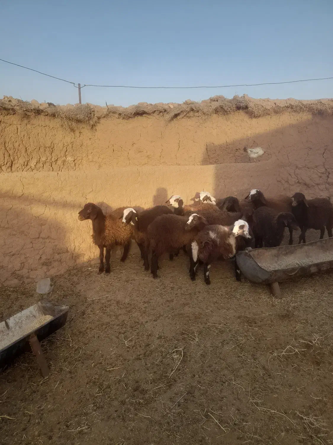 ۱۵ بره ماده قیمت توافقی|حیوانات مزرعه|رشتخوار, |دیوار