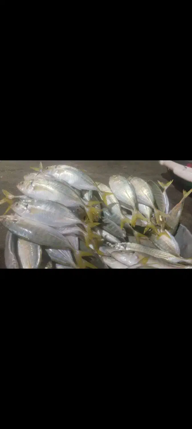 ماهی کرفه|ماهی|قشم, |دیوار