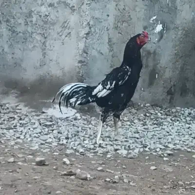 خروس لاری|حیوانات مزرعه|قزوین, |دیوار