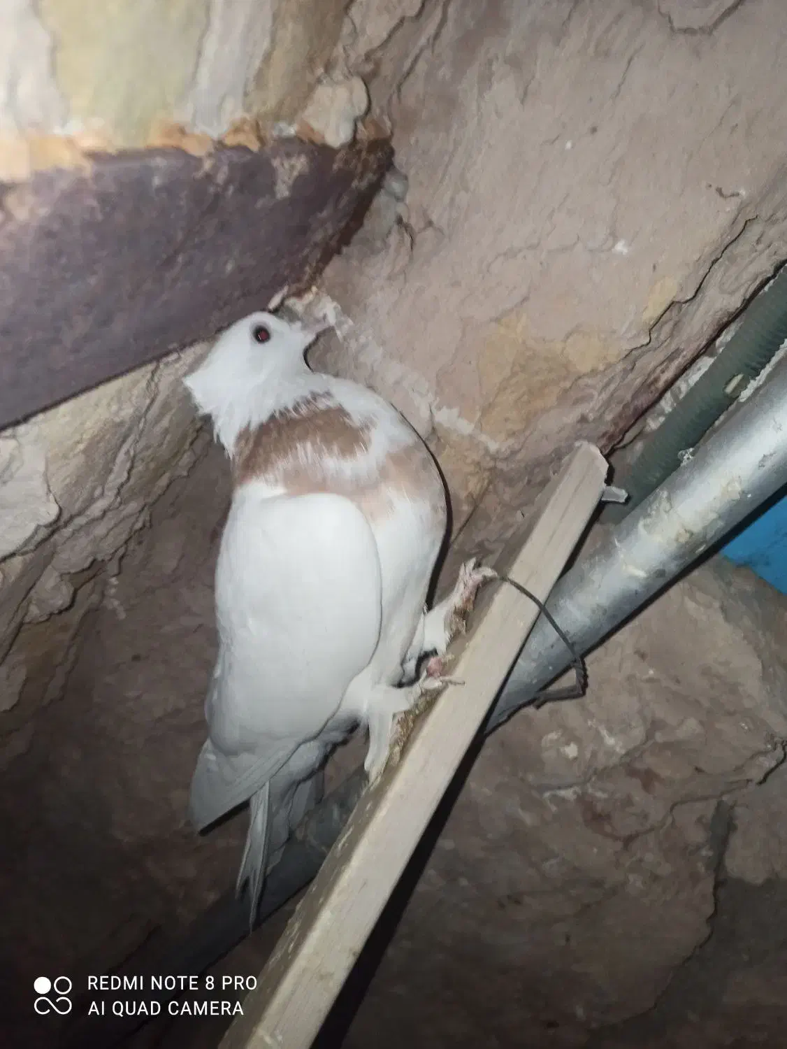 طوقی|پرنده|بردسکن, |دیوار