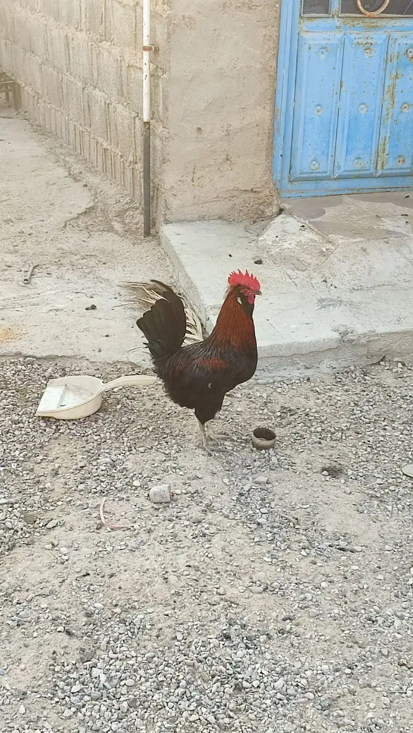 مرغ محلی|حیوانات مزرعه|کاکی, |دیوار