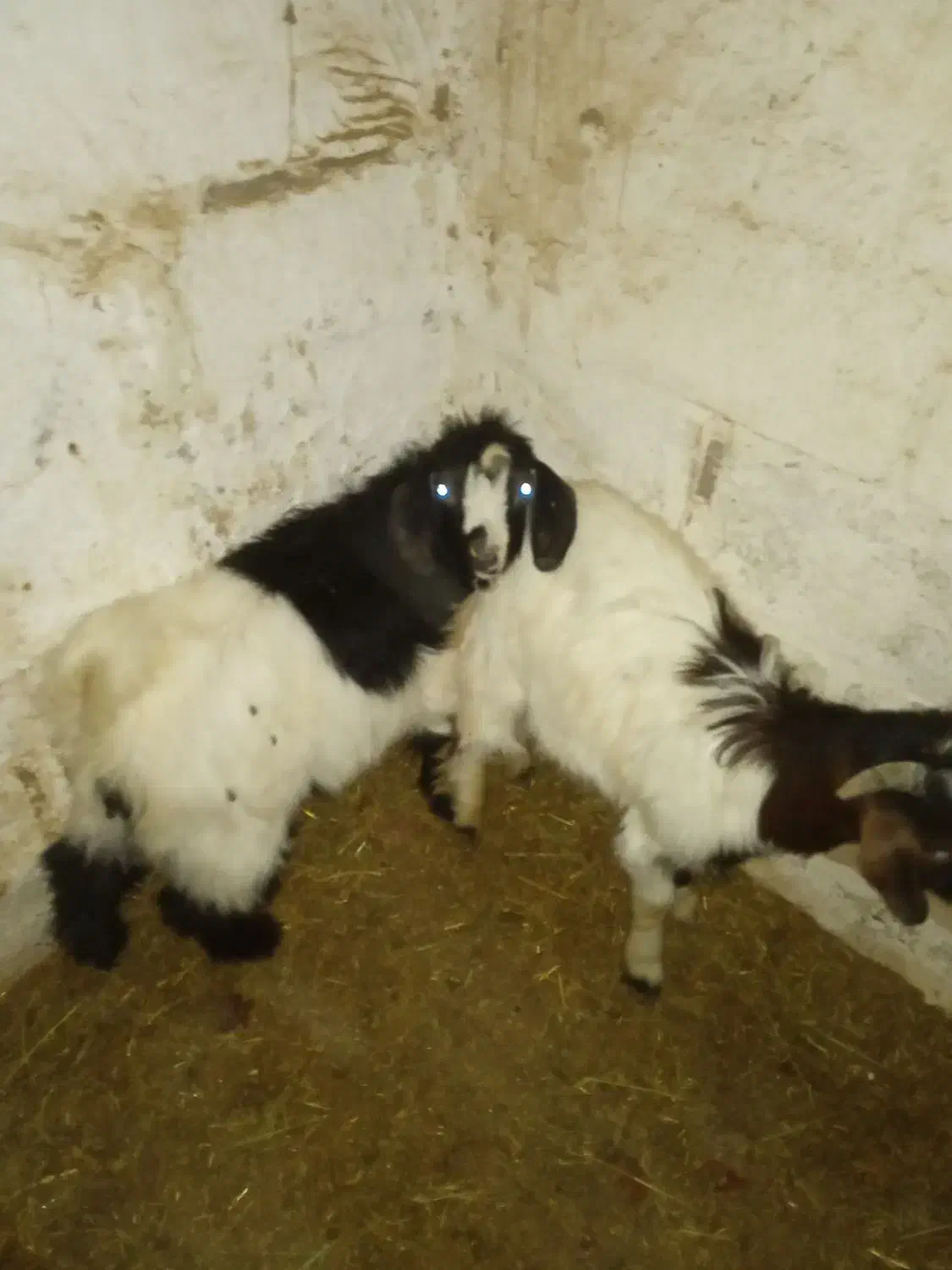 دوتابزغاله نر گوشتی|حیوانات مزرعه|میاندوآب, |دیوار