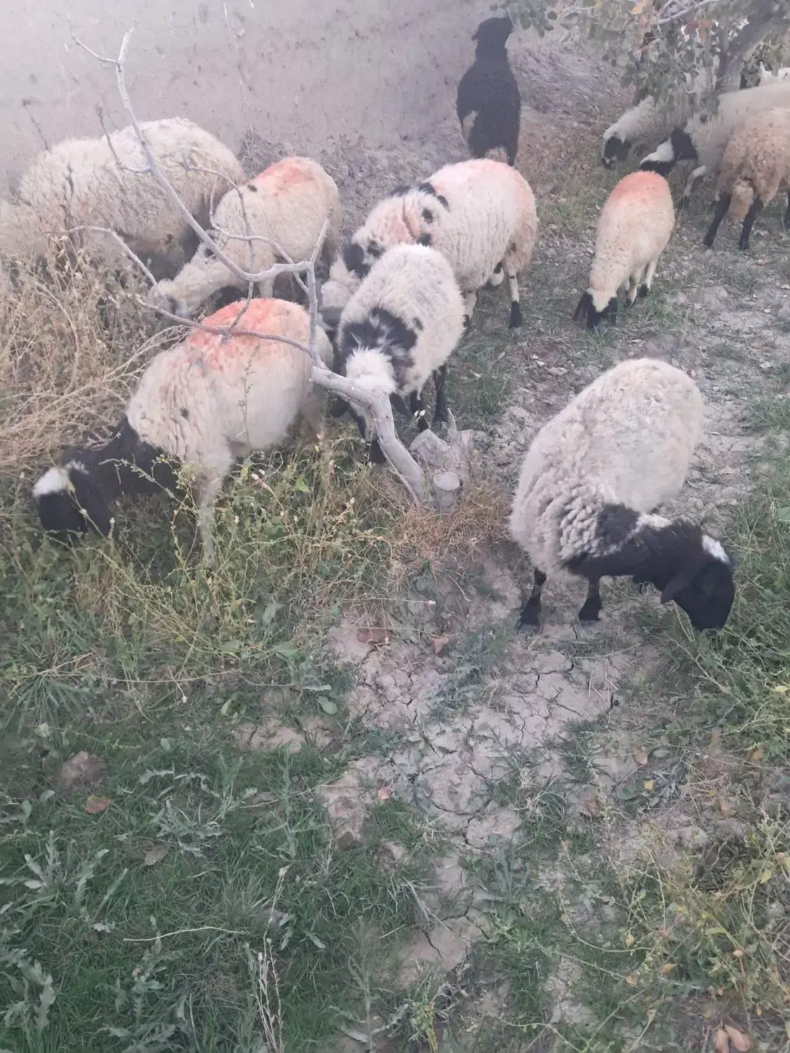 میش دم شلواری|حیوانات مزرعه|کوهبنان, |دیوار