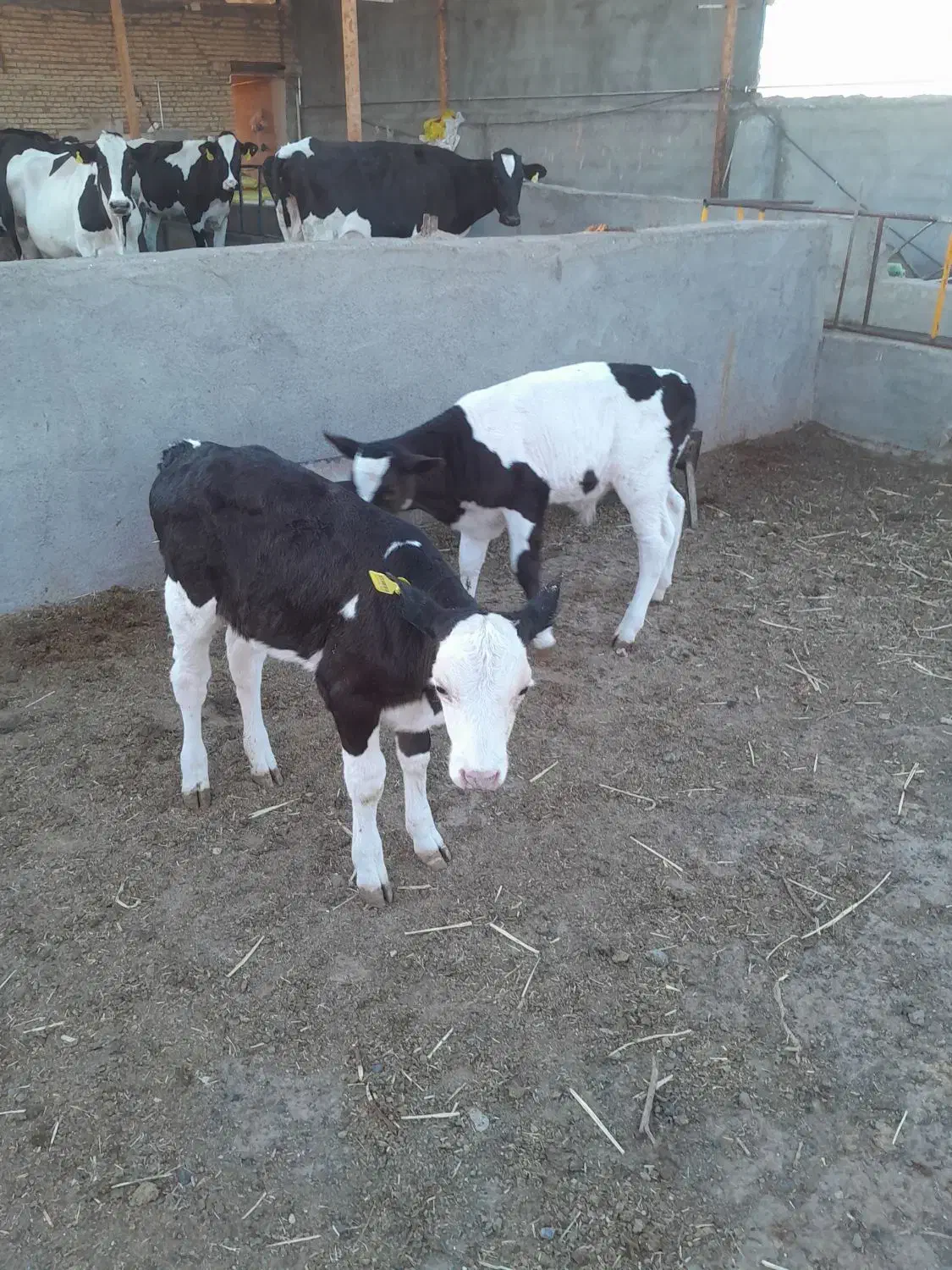 با سلام دو راس گوساله بفروش میرسد|حیوانات مزرعه|باشتین, |دیوار