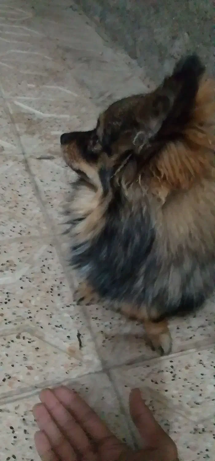 سگ پامرین|سگ|مشهد, انقلاب|دیوار