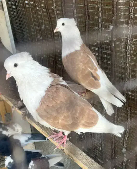 کبوتر کفتر پشت زرد خالدار و شازده سرور سیاه|پرنده|تهران, نارمک جنوبی|دیوار