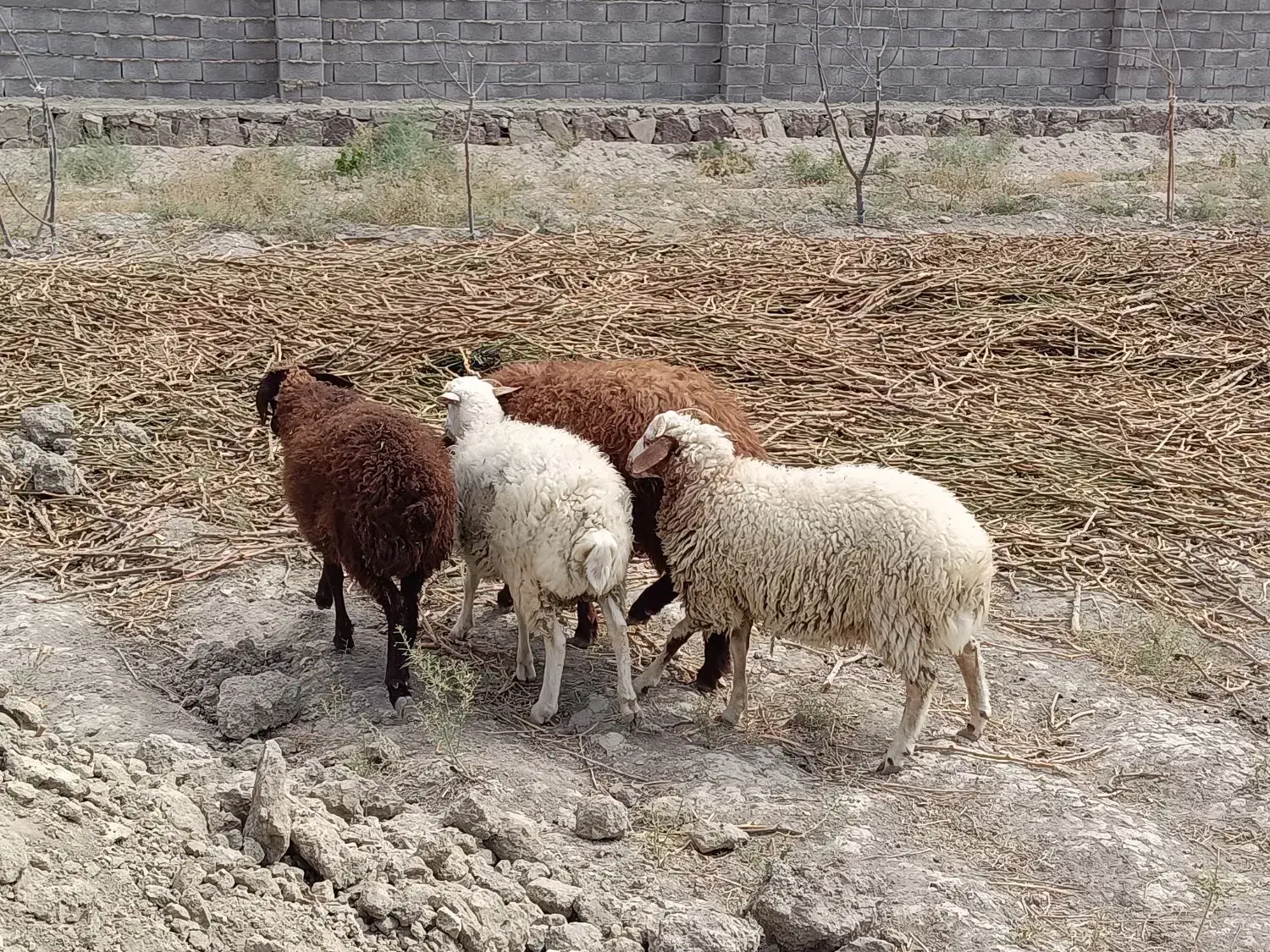 بره نر ارگانیک با تغذیه طبیعی پرگوشت/ مصرف و پروار|حیوانات مزرعه|مشهد, هفت تیر (آب و برق)|دیوار