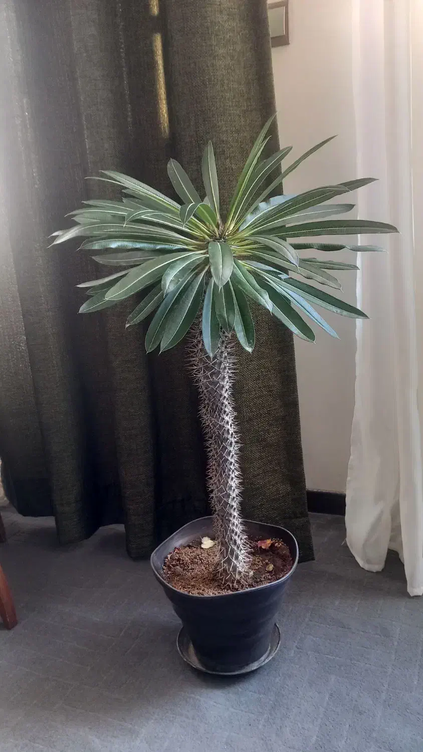 گل اپارتمانی بفروش میرسد|گل و گیاه طبیعی|گلبهار, شهر جدید گلبهار|دیوار