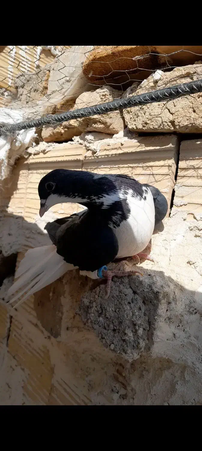 کبوتر|پرنده|تاکستان, |دیوار