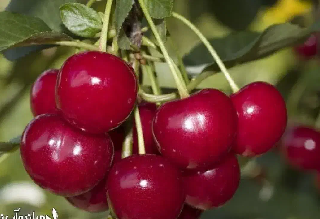 تولید نهال آلبالو گوشواره ای|خدمات باغبانی و درختکاری|چادگان, |دیوار