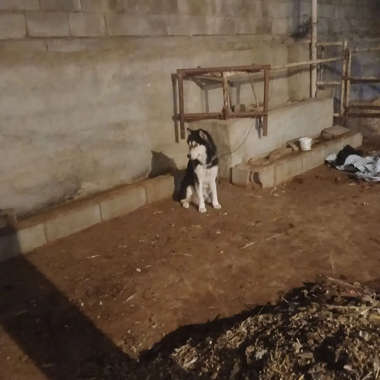 هاسکی|سگ|ایذه, |دیوار