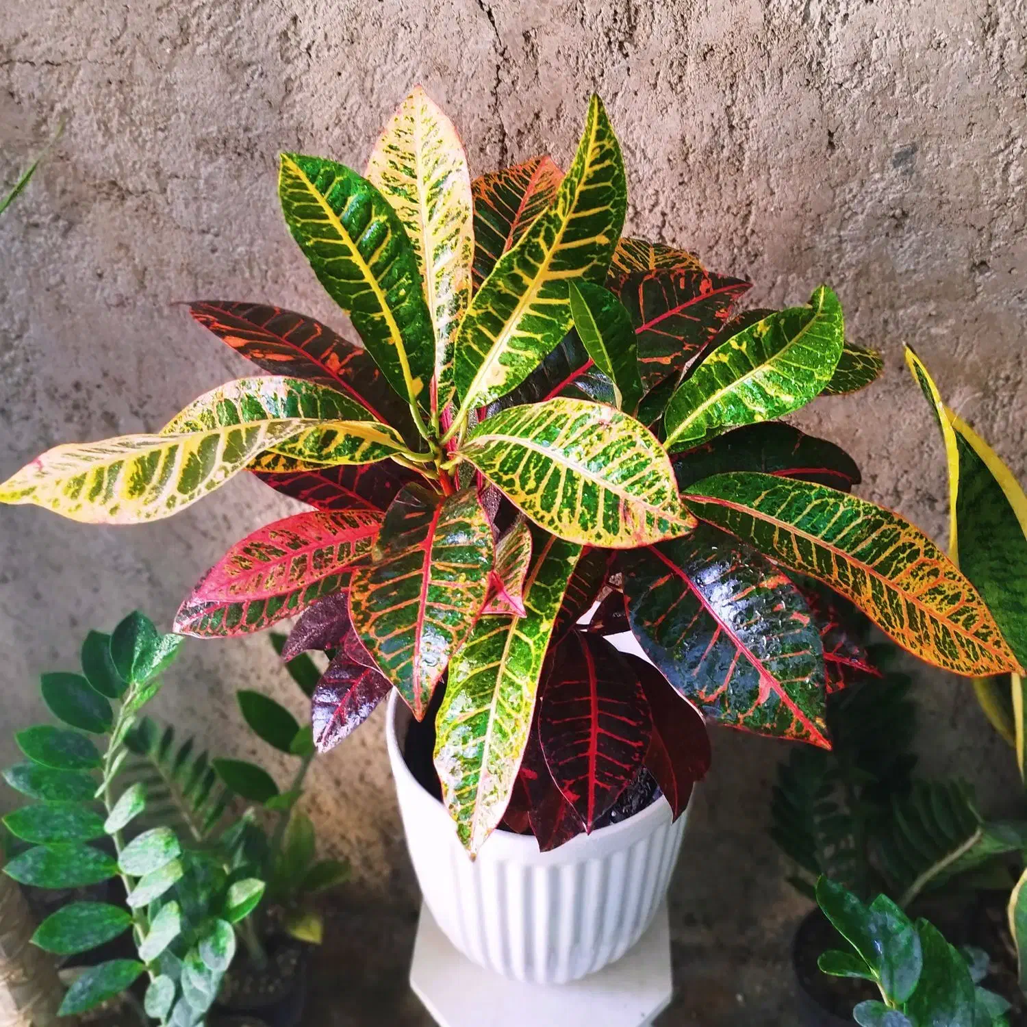 تعدادی گل و گلدان فروشی|گل و گیاه طبیعی|داراب, |دیوار