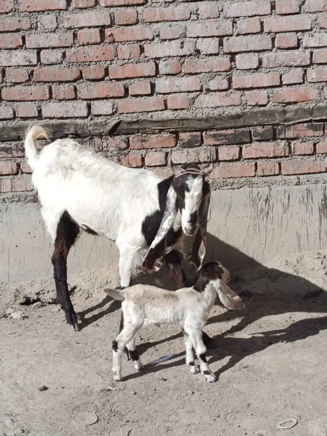 بز شیری|حیوانات مزرعه|لالجین, |دیوار