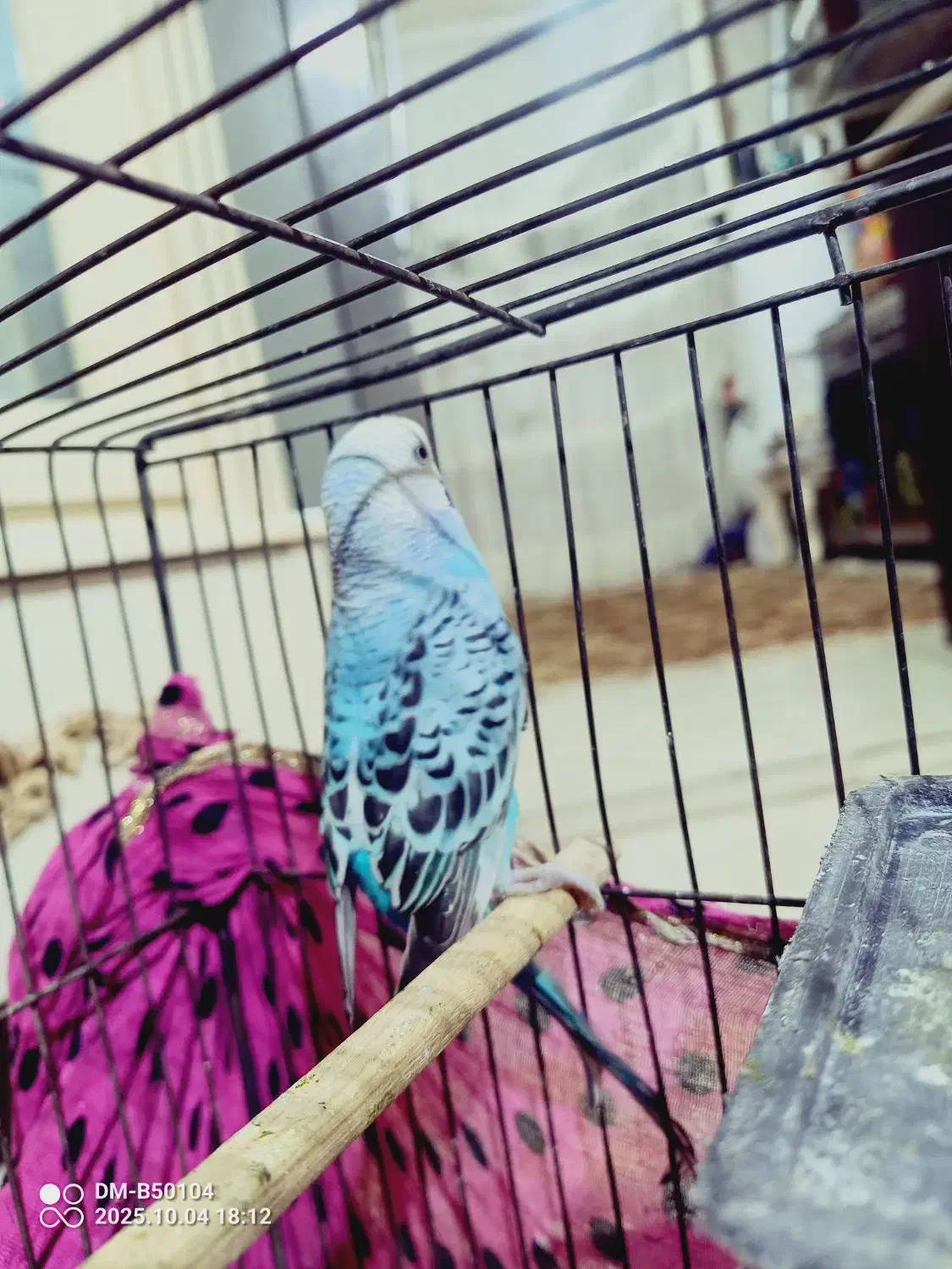 مرغ عشق نر جون|پرنده|بومهن, |دیوار