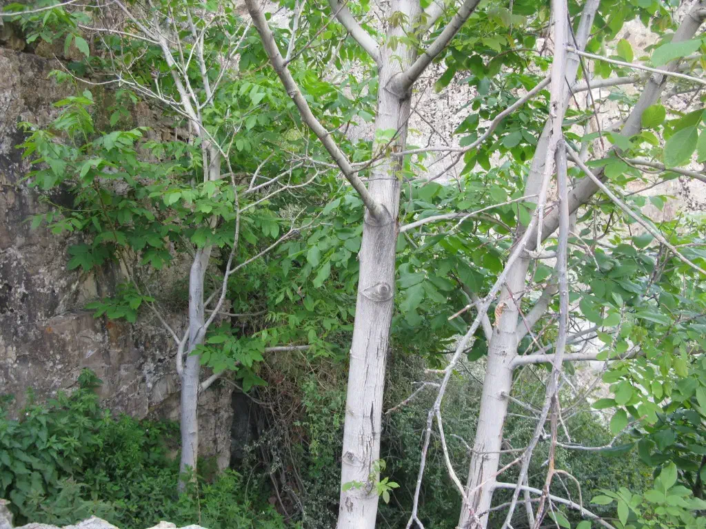 تهران ، باغ ، مشرف به رودخانه رندان|فروش زمین و ملک کلنگی|کن, |دیوار