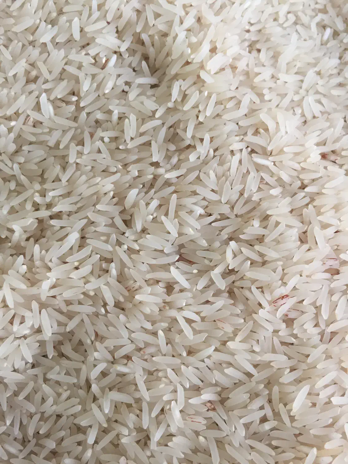 فروش برنج فجر|خوردنی و آشامیدنی|آق قلا, |دیوار