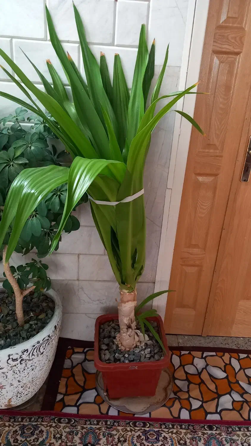 گل طبیعی|گل و گیاه طبیعی|خمینیشهر, |دیوار