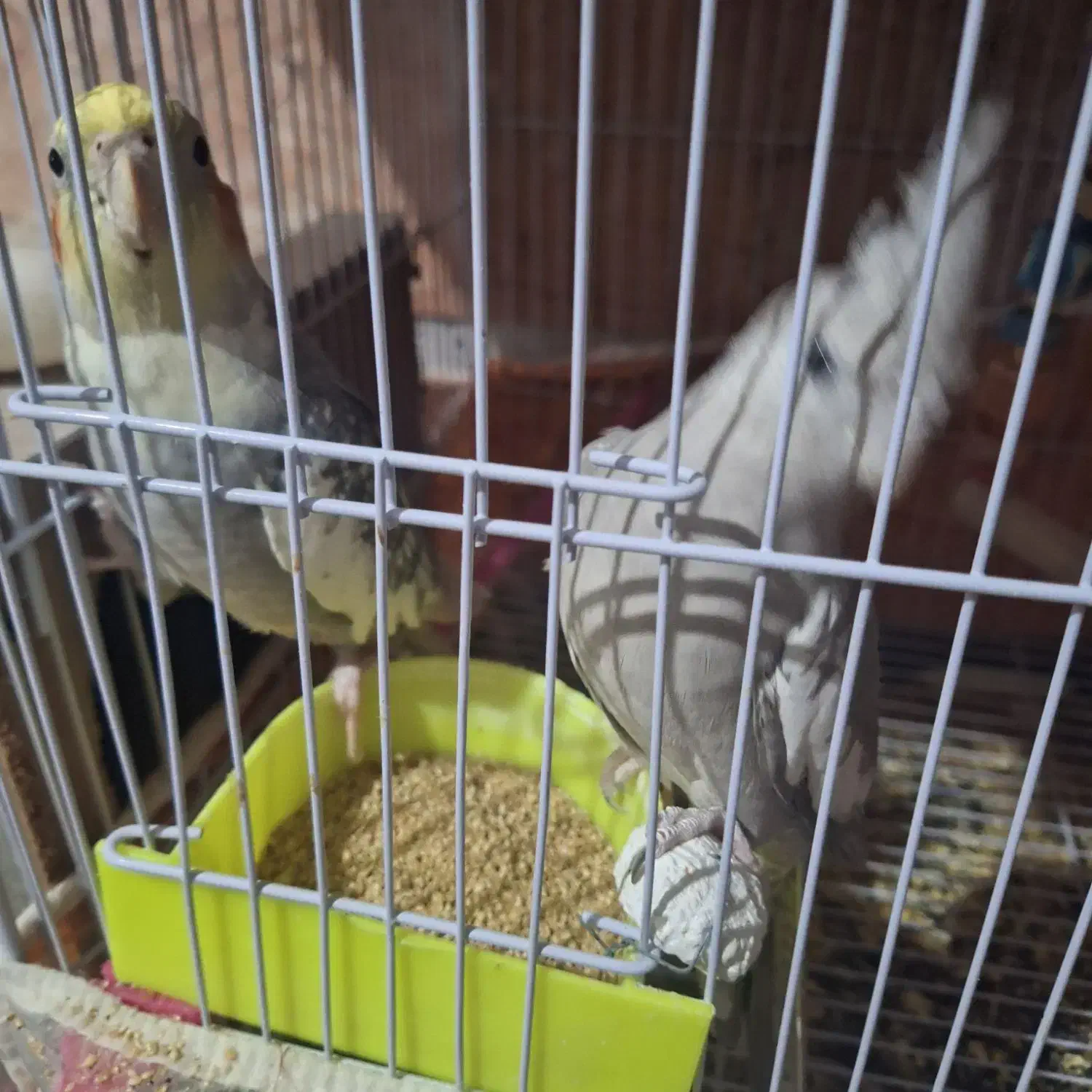 یک جفت کوتوله برزیلی مولد دو جفت عروس هلندی مولد|پرنده|مشهد, طلاب|دیوار