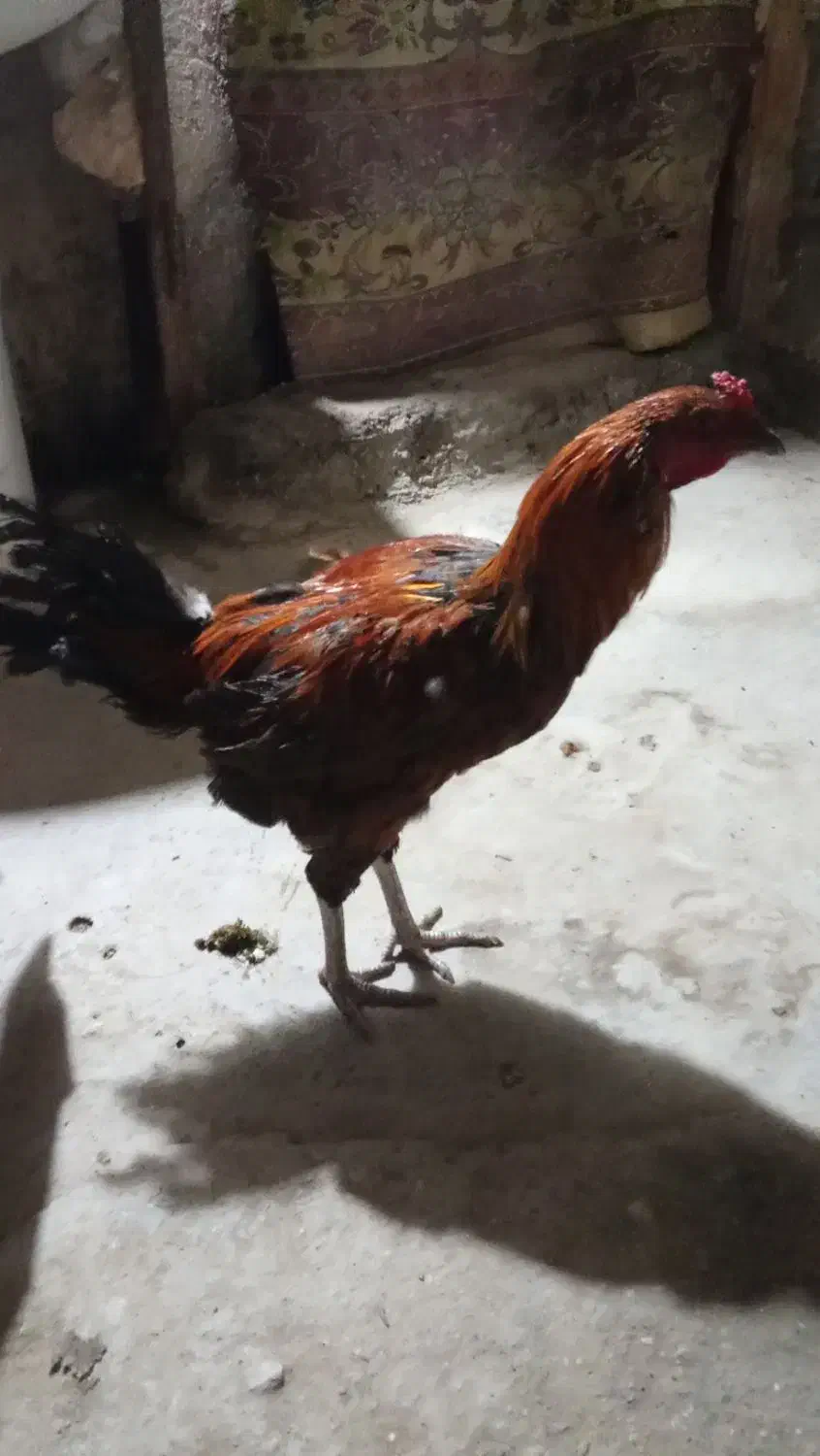 دوعدد خروس بفروش|حیوانات مزرعه|تخت, |دیوار